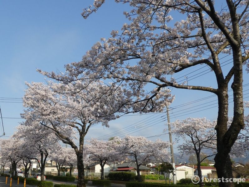 ソメイヨシノ はだの旬だより 秦野市観光協会