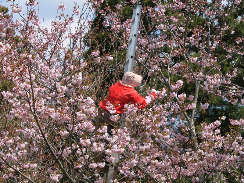 八重桜 はだの旬だより 秦野市観光協会
