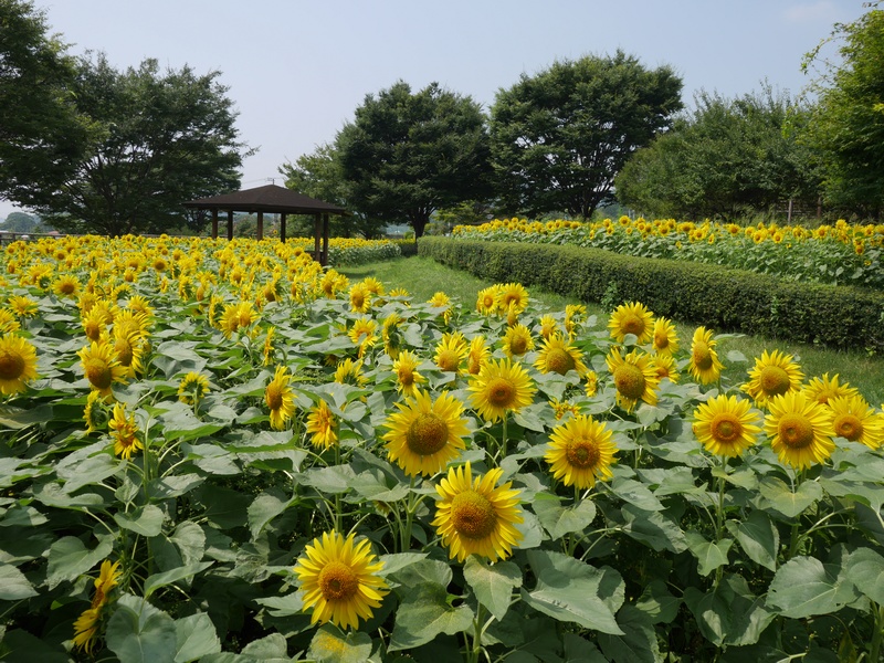 はだの四季の花 案内 はだの旬だより 秦野市観光協会