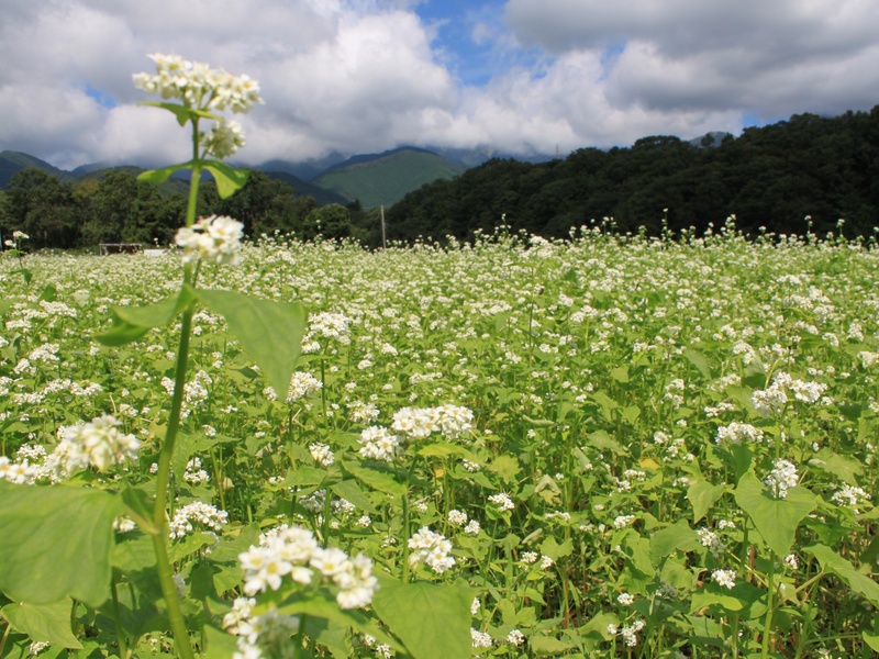 そばの花 はだの旬だより 秦野市観光協会