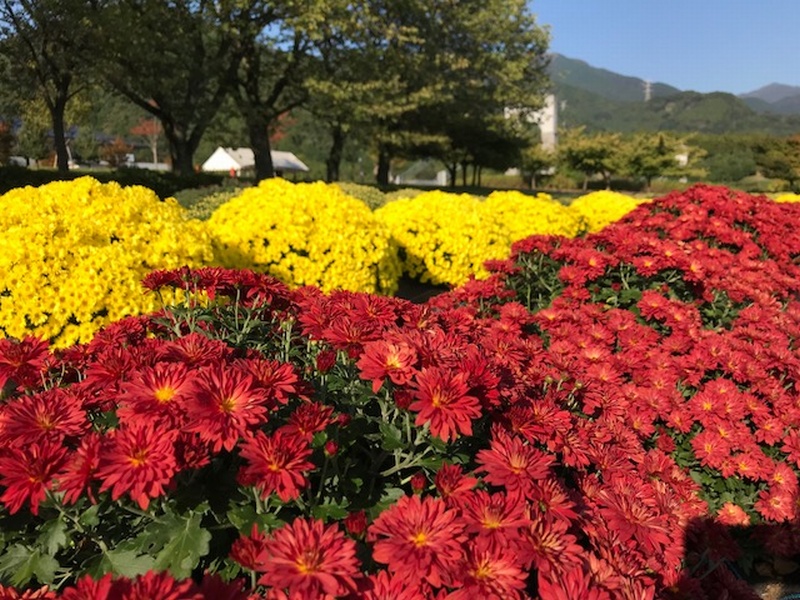 ざる菊 はだの旬だより 秦野市観光協会