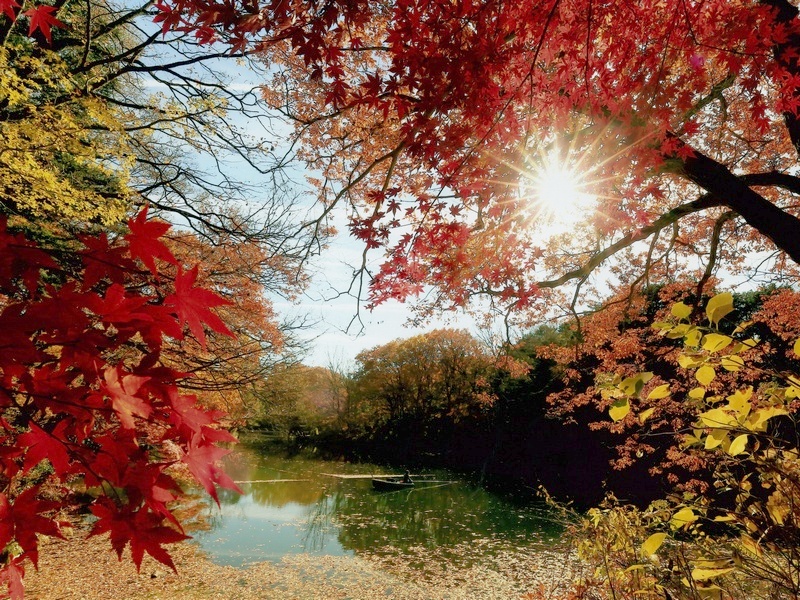 紅葉 はだの旬だより 秦野市観光協会