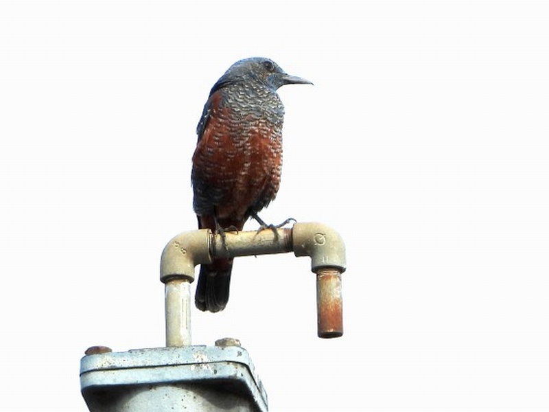 探鳥日和の中の観察会 秦野の野鳥情報102 はだの旬だより 秦野の観光情報サイト