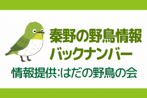 秦野野鳥情報バックナンバー