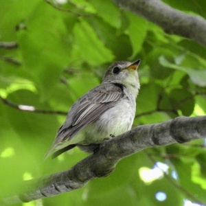 トピックスカテゴリー：秦野の野鳥