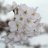 秦野の桜2008