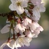 秦野の桜2009