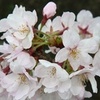 秦野の桜2010