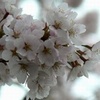 秦野の桜2011