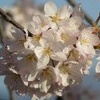 秦野の桜2012