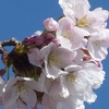 秦野の桜2015
