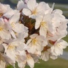 秦野の桜2018