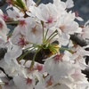 秦野の桜2021