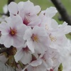 秦野の桜2022