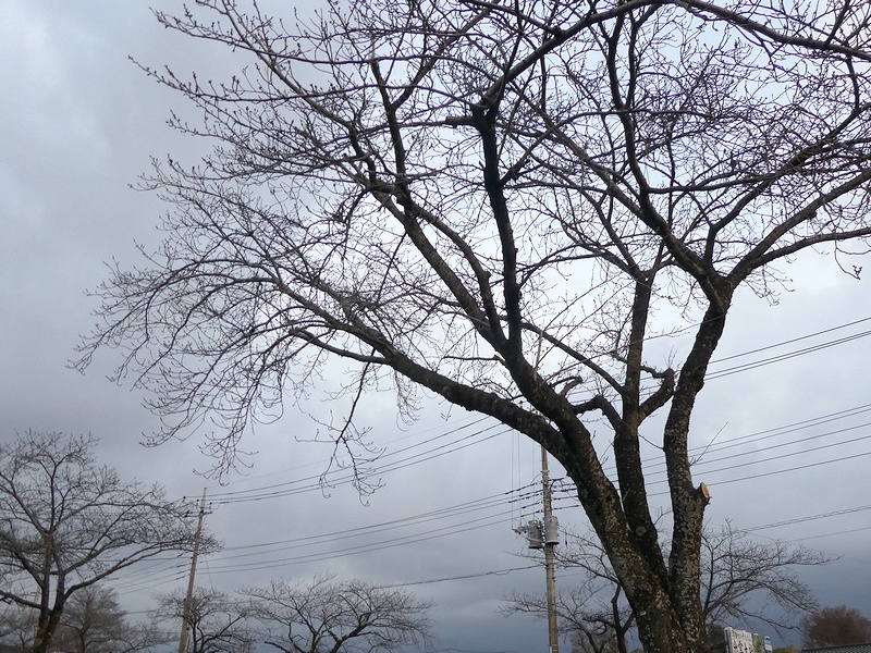 はだの桜みちの桜02