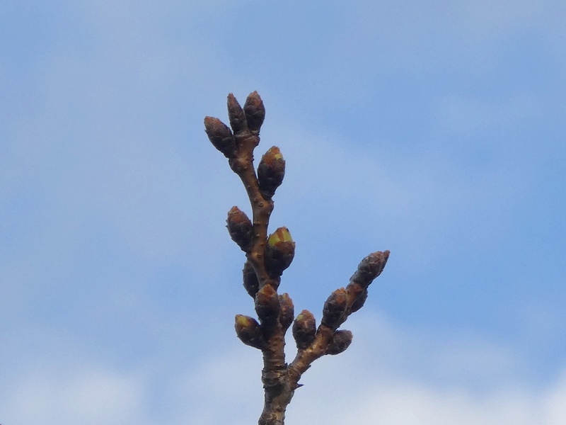 秦野市役所の桜01