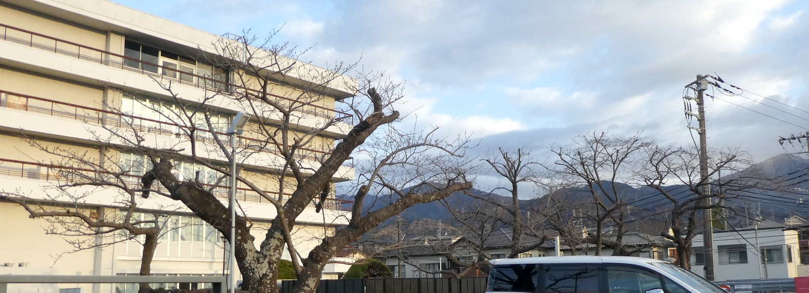 秦野市役所の桜02