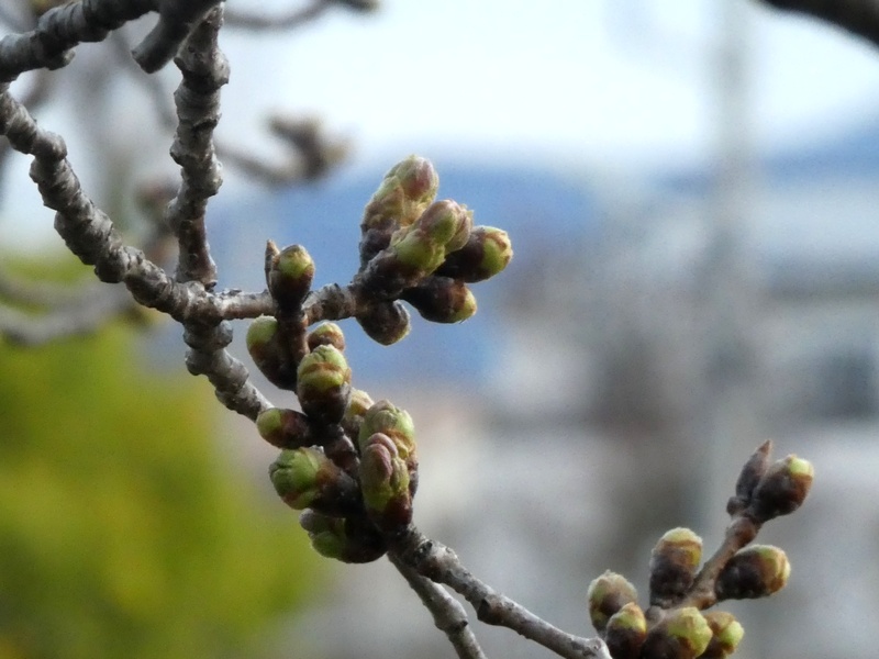 今日の桜の様子