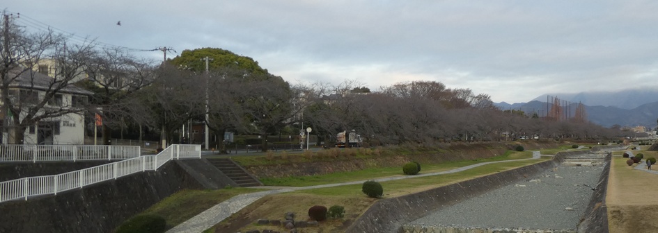 富士見大橋から見たの桜01