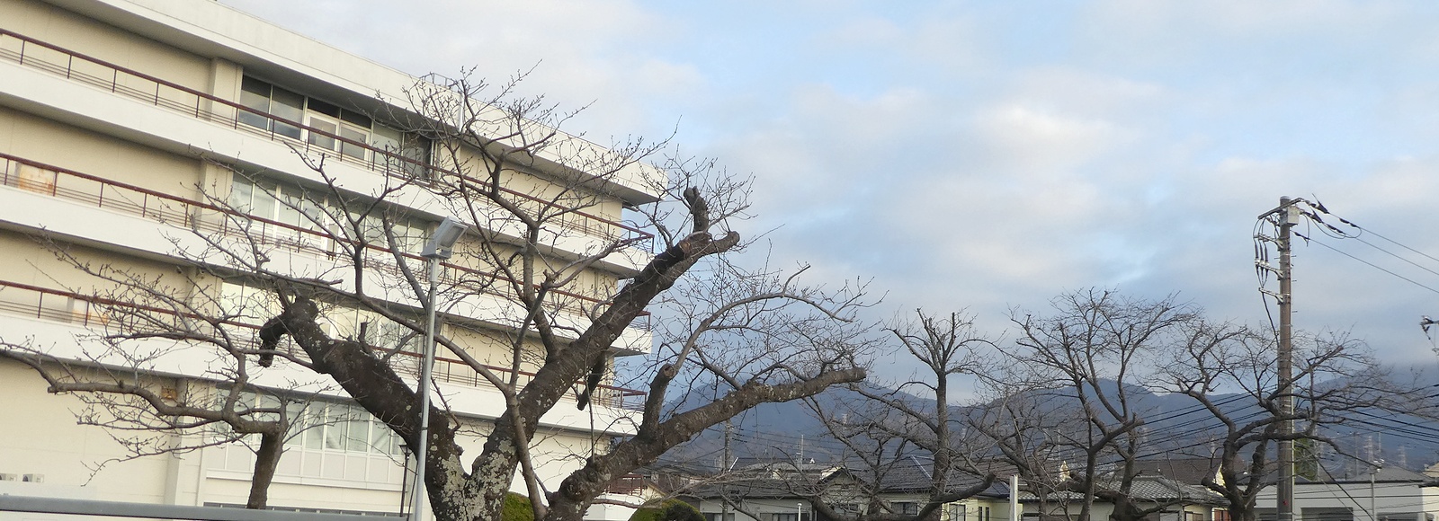 秦野市役所の桜02