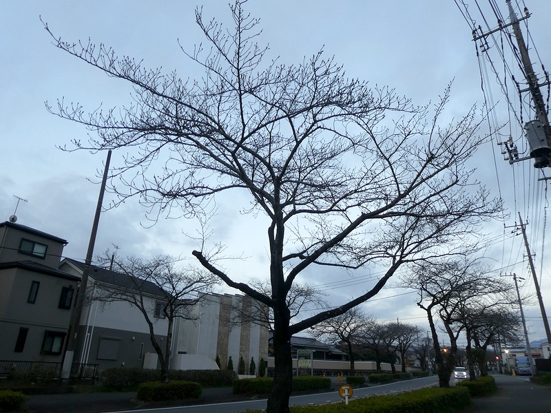 はだの桜みちの桜03