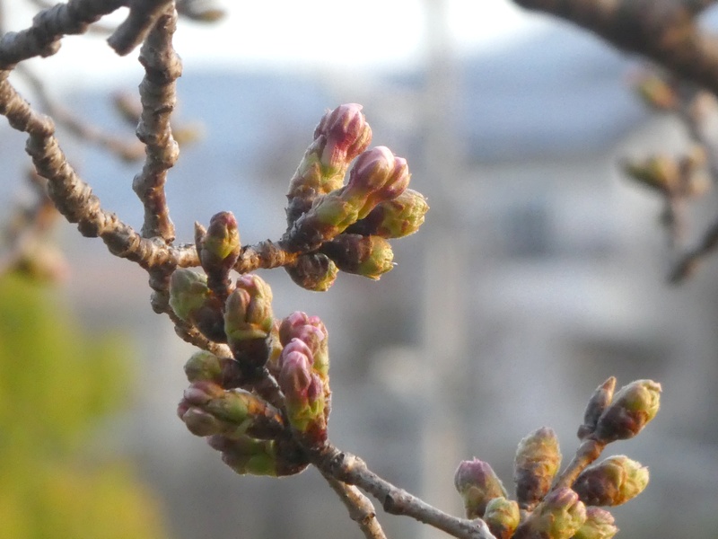 今日の桜の様子