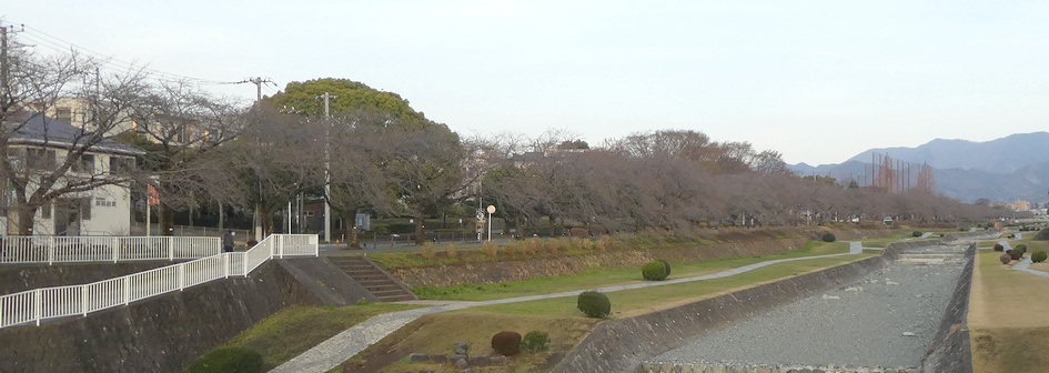 富士見大橋から見たの桜01