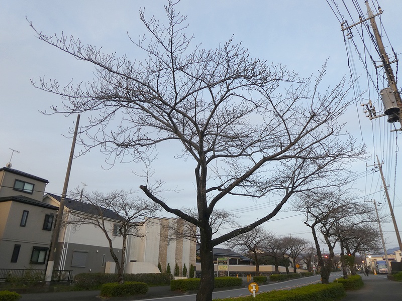 はだの桜みちの桜03