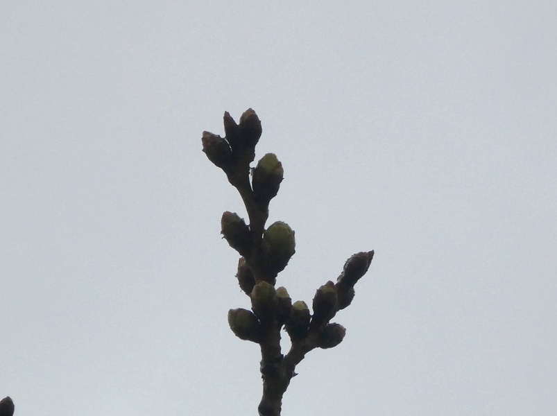 秦野市役所の桜01