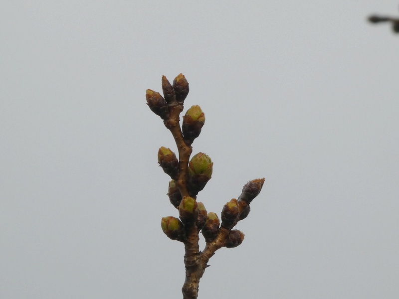 秦野市役所の桜01