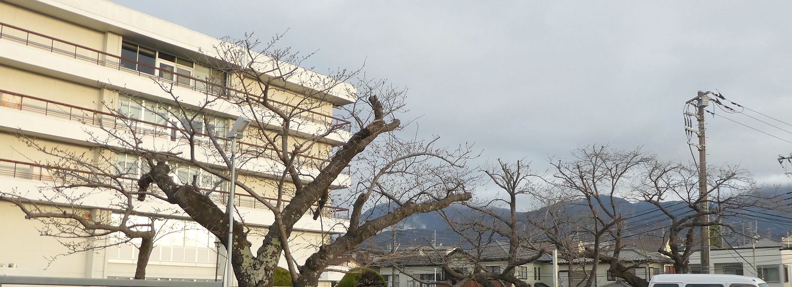 秦野市役所の桜02