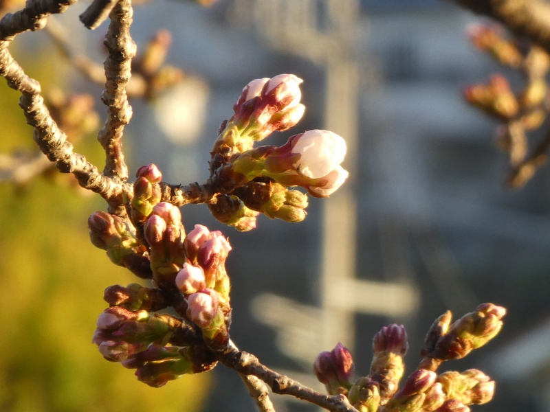 今日の桜の様子