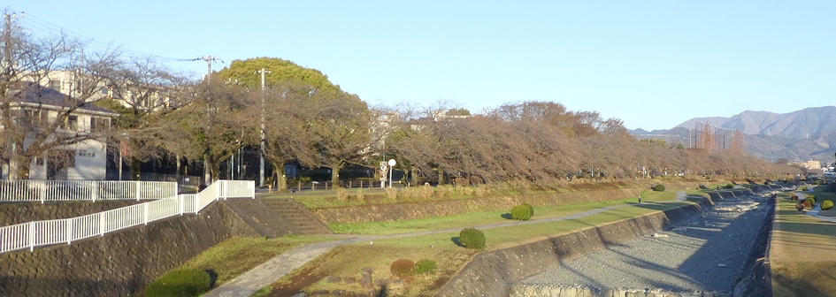 富士見大橋から見たの桜01