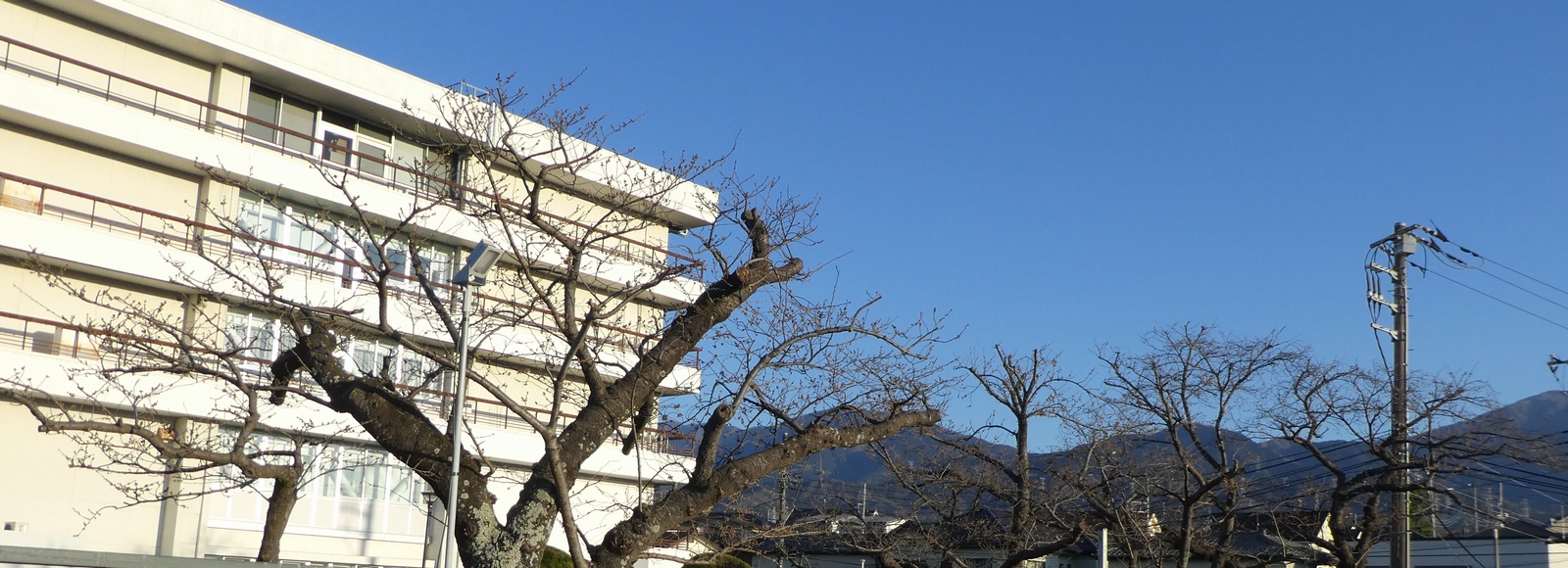 秦野市役所の桜02