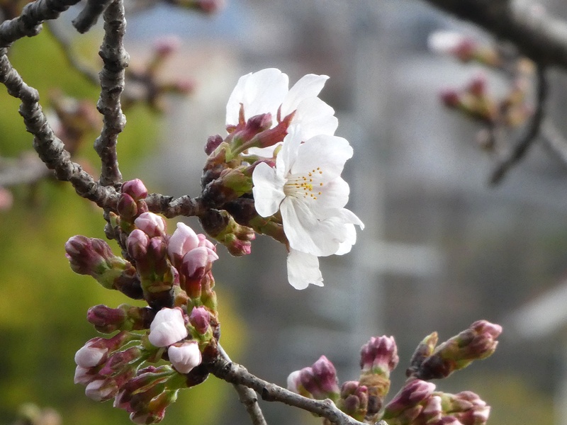 今日の桜の様子