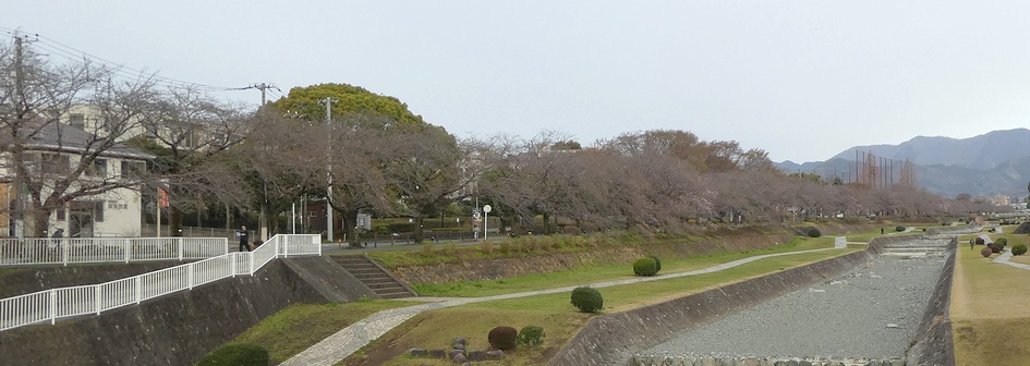 富士見大橋から見たの桜01