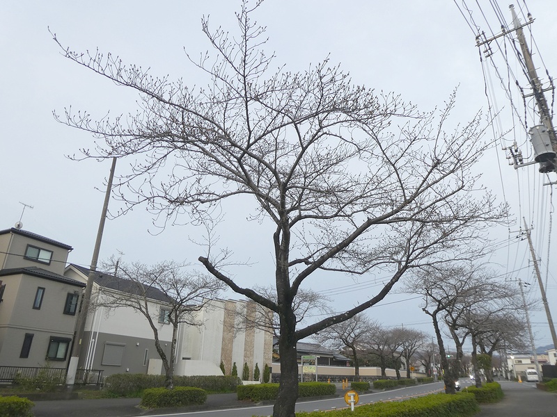 はだの桜みちの桜03