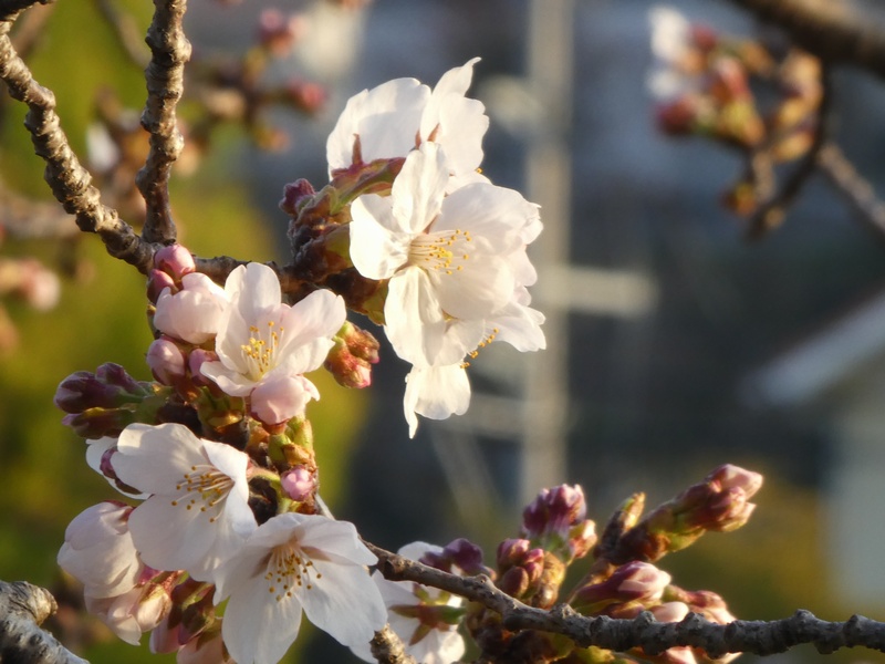 今日の桜の様子