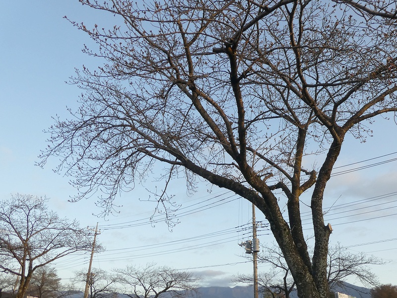 はだの桜みちの桜02