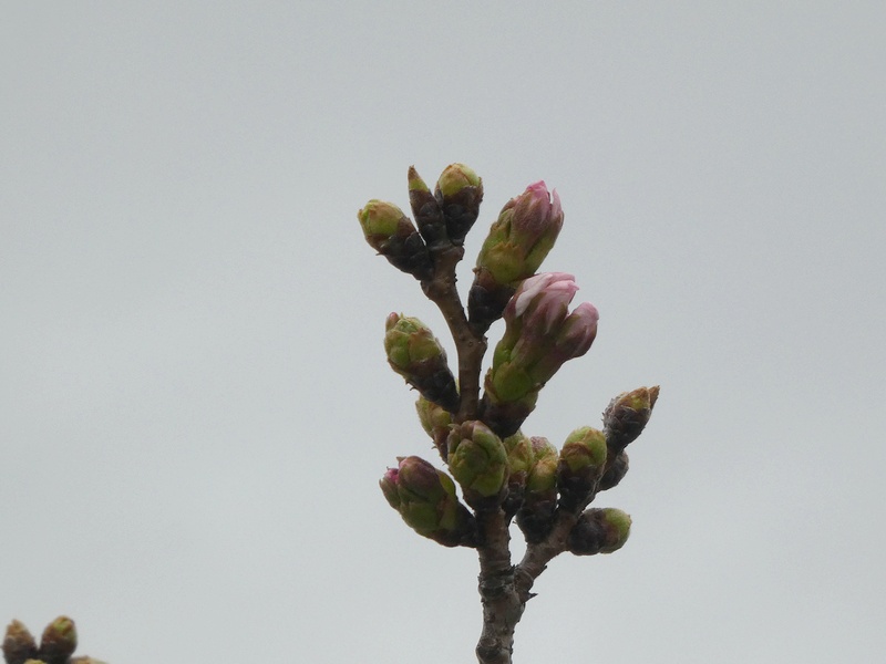 秦野市役所の桜01