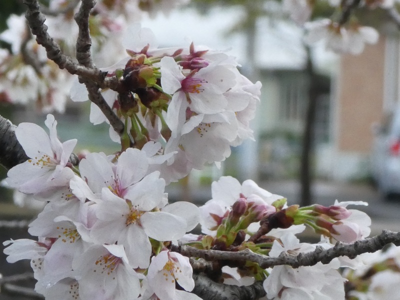 カルチャーパーク前の桜01