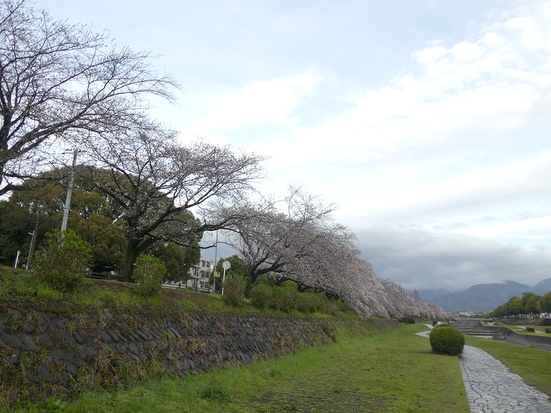 カルチャーパーク前の桜03