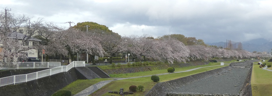 富士見大橋から見たの桜01