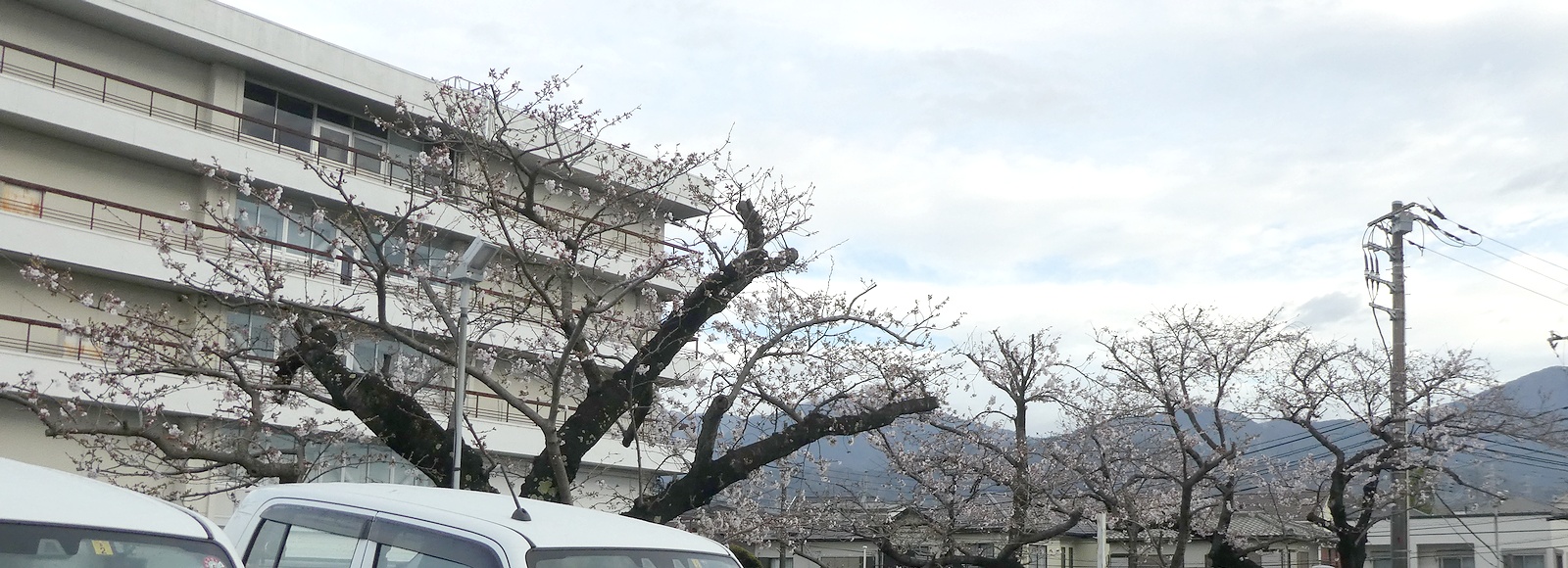 秦野市役所の桜02