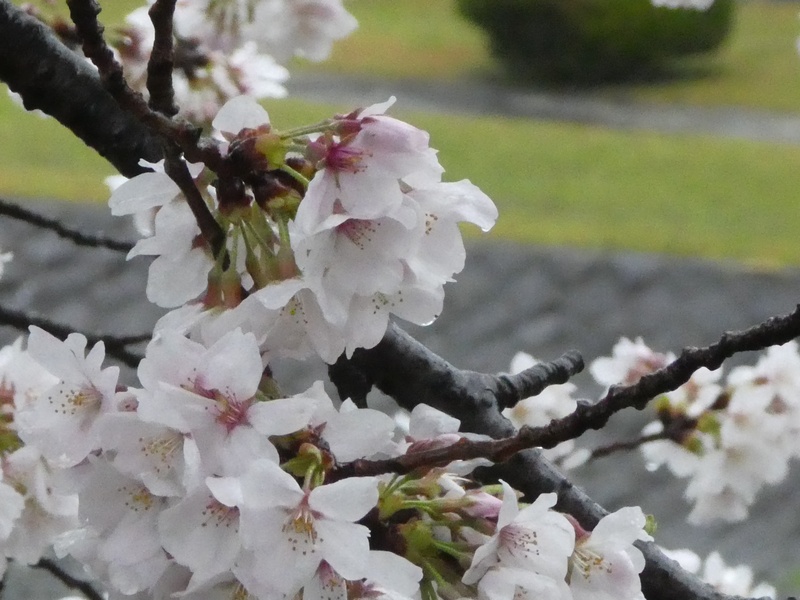 カルチャーパーク前の桜01