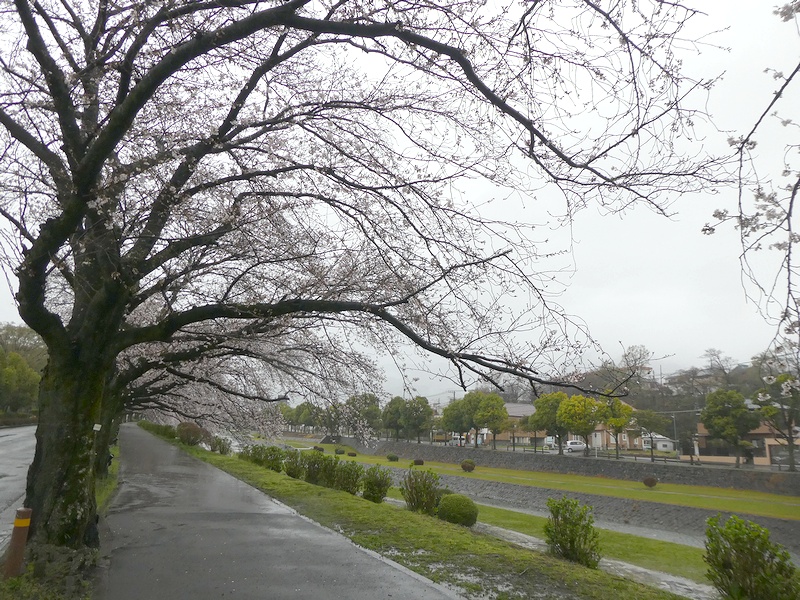 カルチャーパーク前の桜02