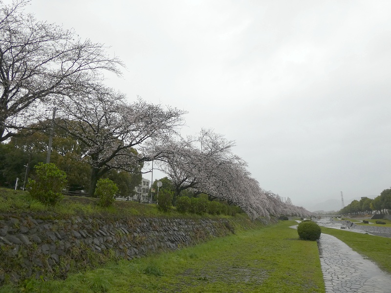 カルチャーパーク前の桜03