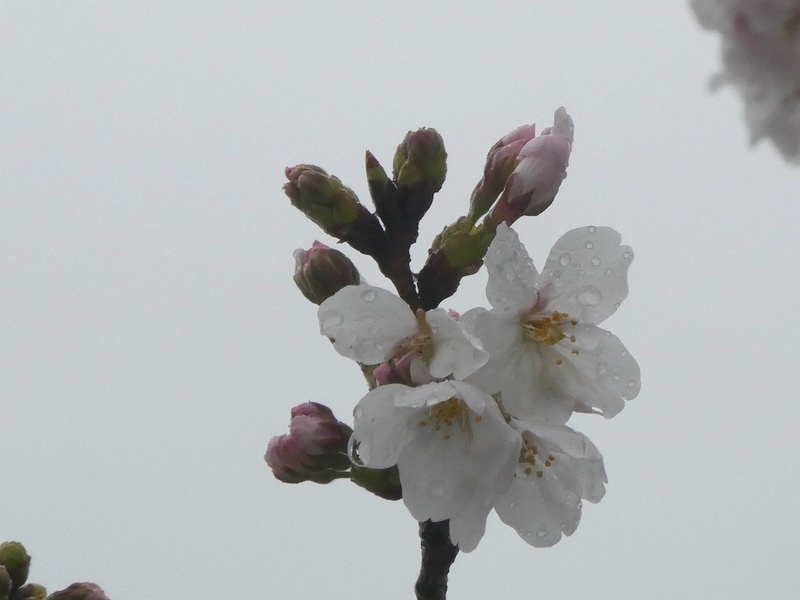 秦野市役所の桜01