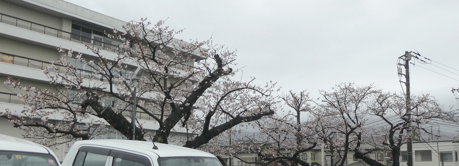 秦野市役所の桜02