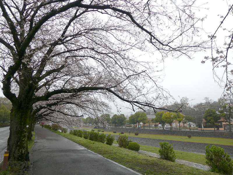 カルチャーパーク前の桜02